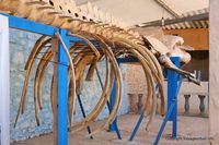 kerkennah-musee-el-abassia-18.jpg