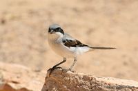 kerkennah-oiseau-2.jpg