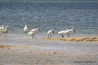 kerkennah-kellabine-8.jpg
