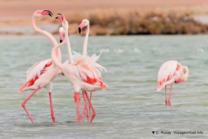 Cliquer pour voir l'image en taille réelle