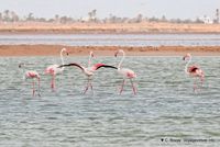 Nom du fichier=flamants-phoenicopterus-roseus-1.jpg
Taille du fichier=151Ko
Dimensions : 1200x801
Ajouté le : 22 Octobre 2010 flamants-phoenicopterus-roseus-1.jpg