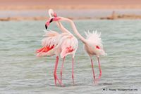 Nom du fichier=flamants-phoenicopterus-roseus-10.jpg
Taille du fichier=109Ko
Dimensions : 1200x806
Ajouté le : 22 Octobre 2010 flamants-phoenicopterus-roseus-10.jpg