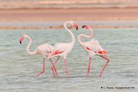 Nom du fichier=flamants-phoenicopterus-roseus-11.jpg
Taille du fichier=103Ko
Dimensions : 1200x804
Ajouté le : 22 Octobre 2010 flamants-phoenicopterus-roseus-11.jpg