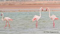 Nom du fichier=flamants-phoenicopterus-roseus-12.jpg
Taille du fichier=88Ko
Dimensions : 1200x675
Ajouté le : 22 Octobre 2010 flamants-phoenicopterus-roseus-12.jpg