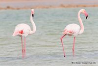 Nom du fichier=flamants-phoenicopterus-roseus-13.jpg
Taille du fichier=94Ko
Dimensions : 1200x801
Ajouté le : 22 Octobre 2010 flamants-phoenicopterus-roseus-13.jpg