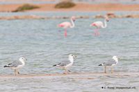 Nom du fichier=flamants-phoenicopterus-roseus-14.jpg
Taille du fichier=104Ko
Dimensions : 1200x798
Ajouté le : 22 Octobre 2010 flamants-phoenicopterus-roseus-14.jpg