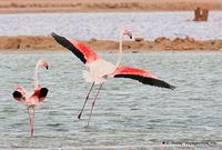 flamants-phoenicopterus-roseus-2.jpg