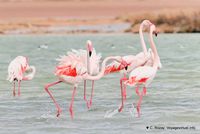 Nom du fichier=flamants-phoenicopterus-roseus-3.jpg
Taille du fichier=104Ko
Dimensions : 1200x802
Ajouté le : 22 Octobre 2010 flamants-phoenicopterus-roseus-3.jpg