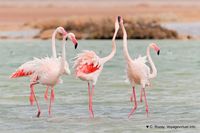 Nom du fichier=flamants-phoenicopterus-roseus-4.jpg
Taille du fichier=107Ko
Dimensions : 1200x798
Ajouté le : 22 Octobre 2010 flamants-phoenicopterus-roseus-4.jpg