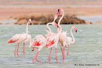 Nom du fichier=flamants-phoenicopterus-roseus-5.jpg
Taille du fichier=109Ko
Dimensions : 1200x803
Ajouté le : 22 Octobre 2010 flamants-phoenicopterus-roseus-5.jpg