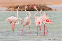 Nom du fichier=flamants-phoenicopterus-roseus-6.jpg
Taille du fichier=119Ko
Dimensions : 1200x803
Ajouté le : 22 Octobre 2010 flamants-phoenicopterus-roseus-6.jpg