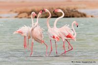 Nom du fichier=flamants-phoenicopterus-roseus-7.jpg
Taille du fichier=111Ko
Dimensions : 1200x801
Ajouté le : 22 Octobre 2010 flamants-phoenicopterus-roseus-7.jpg