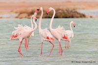 flamants-phoenicopterus-roseus-8.jpg
