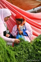 kerkennah-souk-jeudi-remla-3.jpg